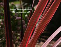 Cordyline Sunrise, Sunrise New Zealand Cabbage Tree