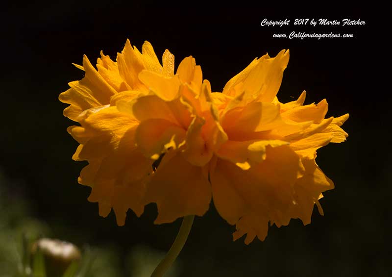 Coreopsis Sunray