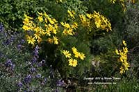 Coreopsis gigantea, Giant Coreopsis