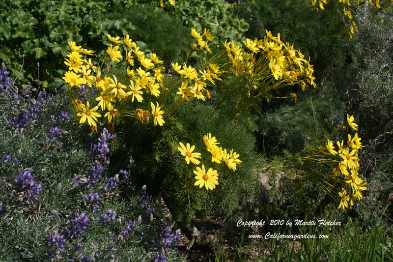 Coreopsis gigantea, Giant Coreopsis