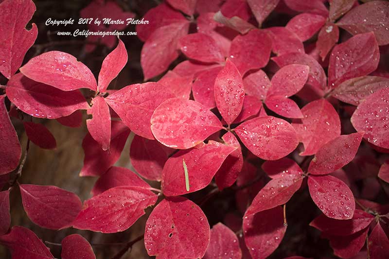 Cornus nuttallii, Fall Leaves