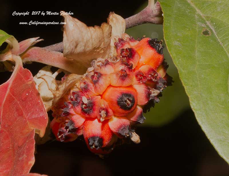 Cornus nuttallii seeds, Mountain Dogwood