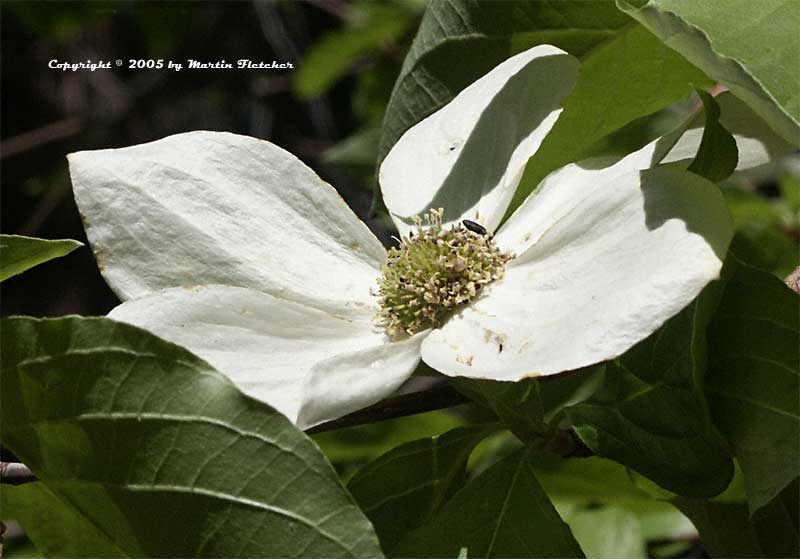 Cornus nuttallii, Mountain Dogwood