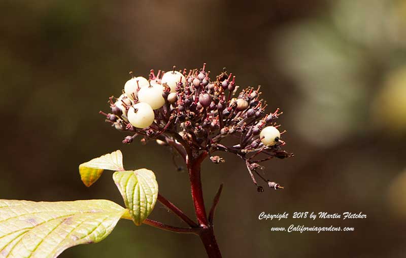 Cornus sericea berries, Red Stem Dogwood