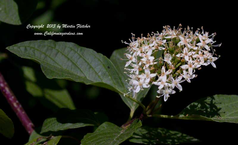 Cornus sericea, Red Stem Dogwood