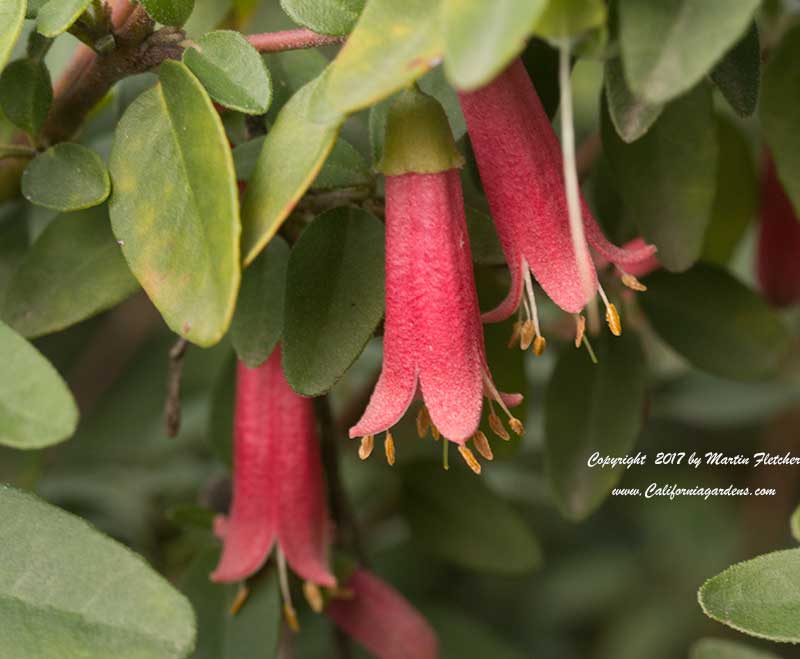 Correa Dusky Bells