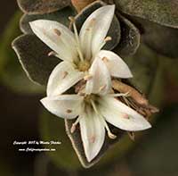 Correa Ivory Bells, White Australian Fuchsia