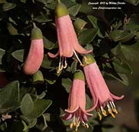Correa pulchella Pink Eyre, Pink Eyre Australian Fuchsia