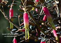 Correa reflexa Kangaroo Island, Kangaroo Island Australian Fuchsia