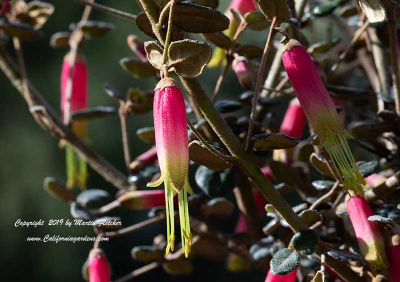 Correa reflexa Kangaroo Island, Kangaroo Island Australian Fuchsia