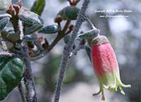 Correa reflexa Cape Carpet, Cape Carpet Australian Fuchsia