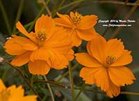 Cosmos sulphureus, Sulphur Cosmos, Orange Cosmos