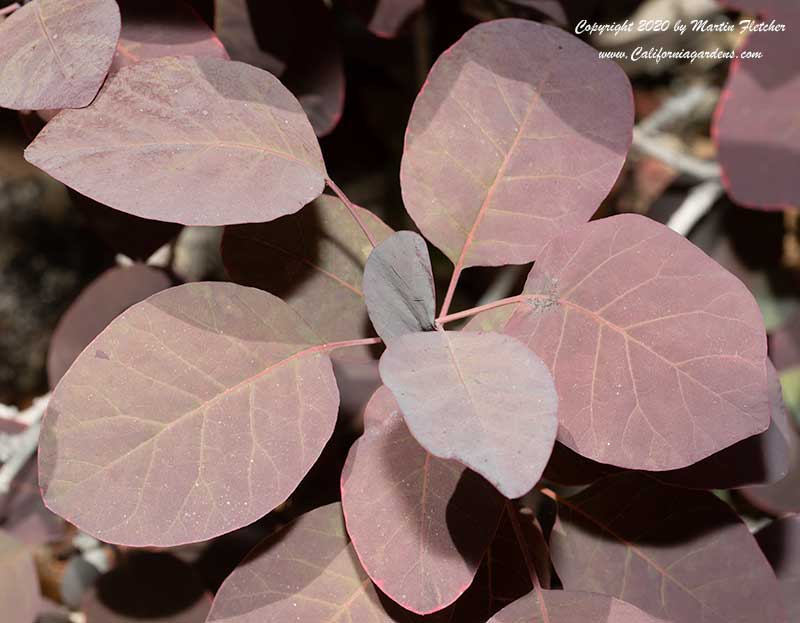 Cotinus coggygria Royal Purple, Smoke Tree