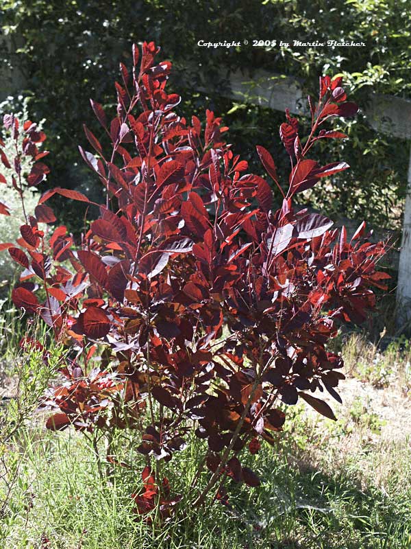 Cotinus coggygria, Smoke Tree