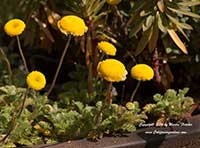 Cotula lineariloba, Brass Buttons