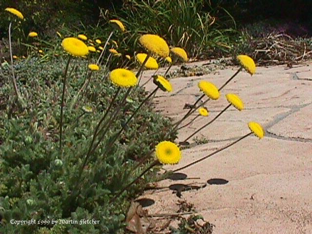 Cotula lineariloba, Brass Buttons