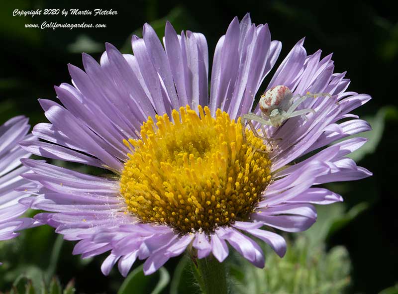 Northern Crab Spider