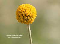 Craspedia globosa, Billy Buttons