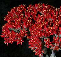 Crassula falcata, Airplane Plant