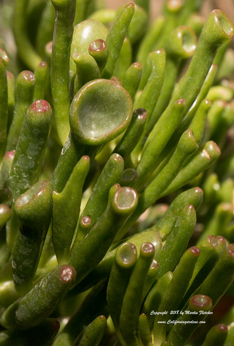 Crassula ovata Gollum, Gollum Jade