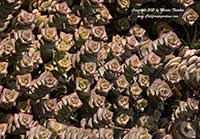 Crassula perforata, String of Buttons