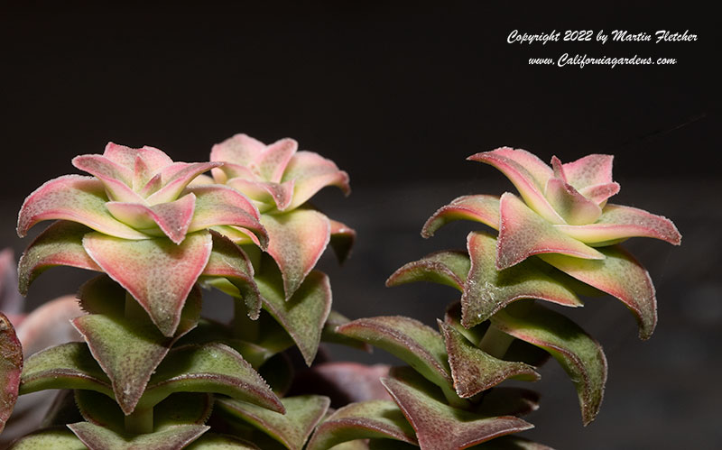 Crassula perforata variegata, String of Buttons, Necklace Vine