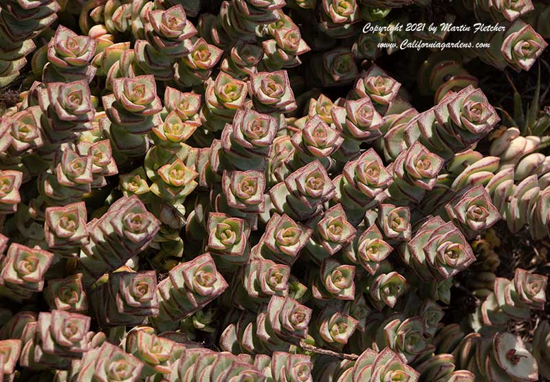 Crassula perforata, String of Buttons