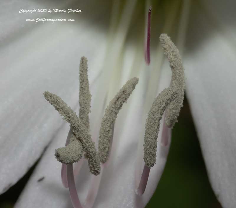 Crinum powellii album, Swamp Lily, Cape Lily