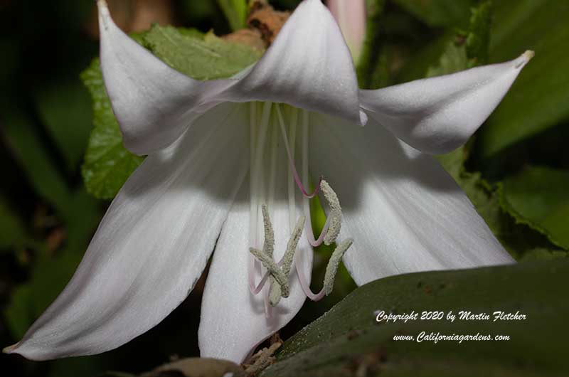 Crinum powellii album, Swamp Lily, Cape Lily