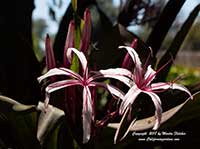 Crinum procerum splendens, Queen Emma's Purple Crinum