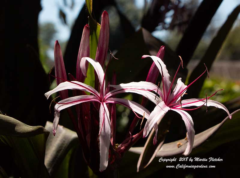 Crinum procerum var. splendens, Queen Emma's Purple Crinum
