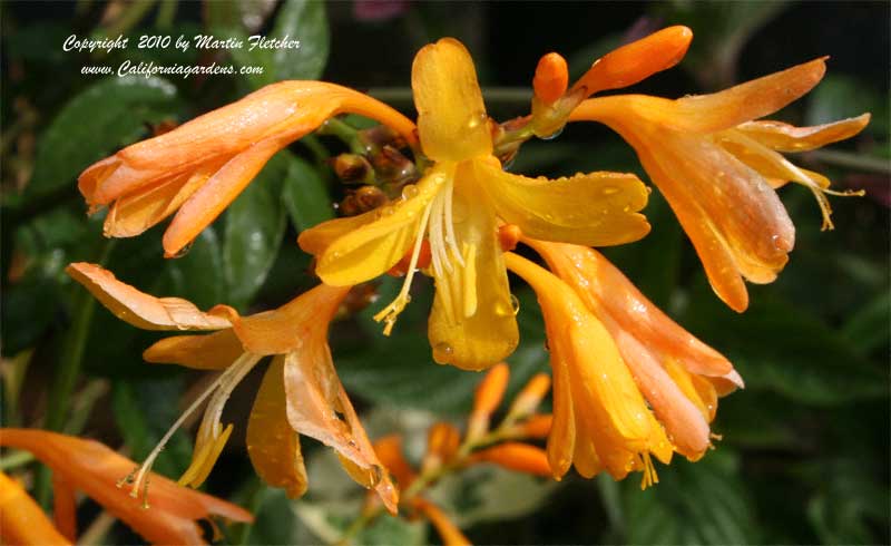 Crocosmia Solfatare