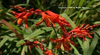 Crocosmia Lucifer