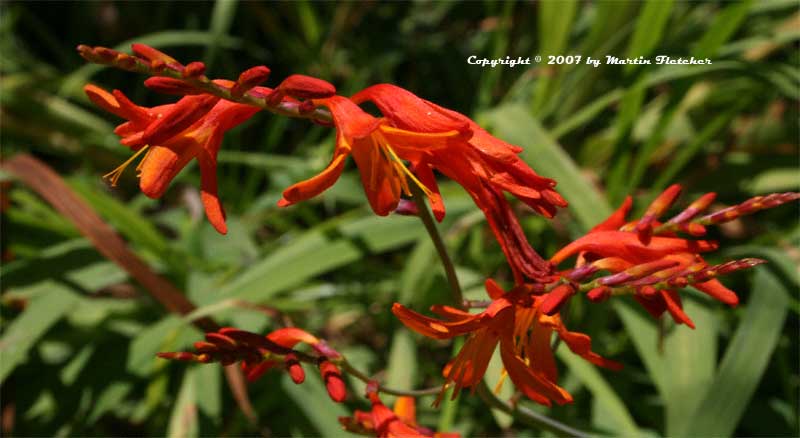 Crocosmia Lucifer