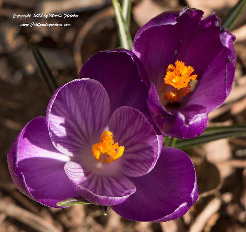 Crocus Vernus, Spring Crocus, Giant Crocus Dutch Crocus