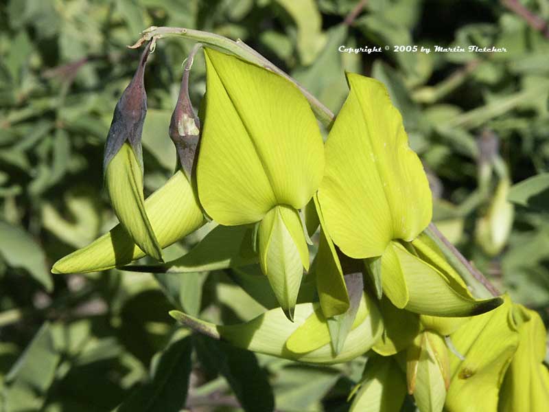 Crotalaria agatiflora, Canary Bird Bush