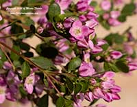 Crowea Pink Star, Pink Star Crowea