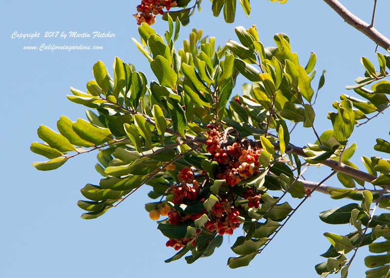 Cupaniopsis anacardioides, Carrotwood Tree