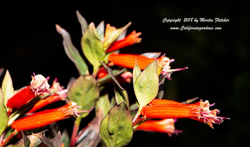 Cuphea David Verity, Large Firecracker Plant