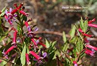 Cuphea lanceolata Starfire, Starfire Cuphea