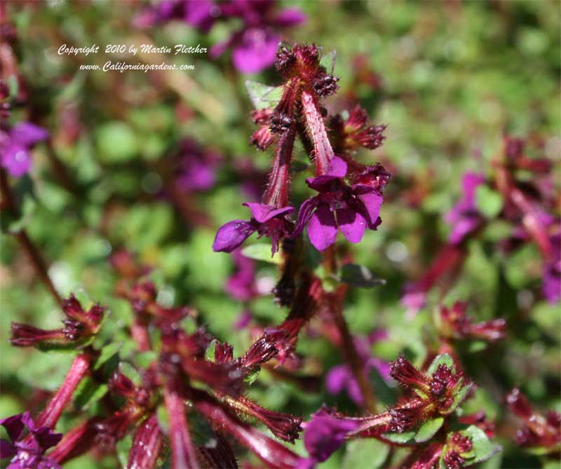 Cuphea viscosissima, Clammy Cuphea, Blue Waxweed