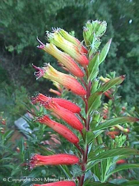 Cuphea micropetala, Candy Corn Plant