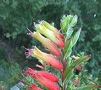 Cuphea micropetala, Candycorn Plant