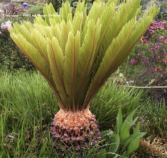 Cycas revoluta, Sago Palm