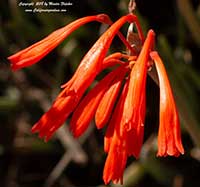 Cyrtanthus brachyscyphus, Dobo Lily