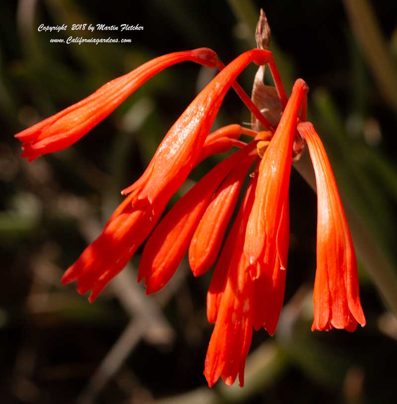 Cyrtanthus brachyscyphus, Dobo Lily