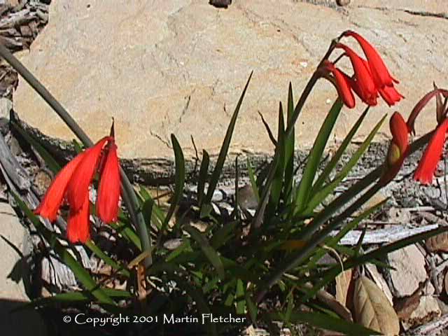 Cyrtanthus brachyscyphus, Dobo Lily