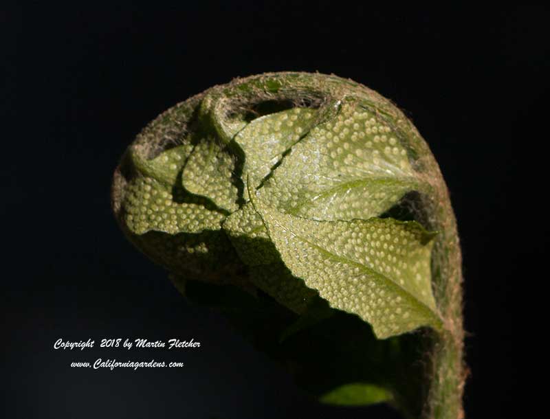 Cyrtomium falcatum, Japanese Holly Fern