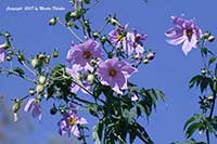Dahlia imperialis, Tree Dahlia