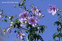 Tree Dahlia, Dahlia imperialis